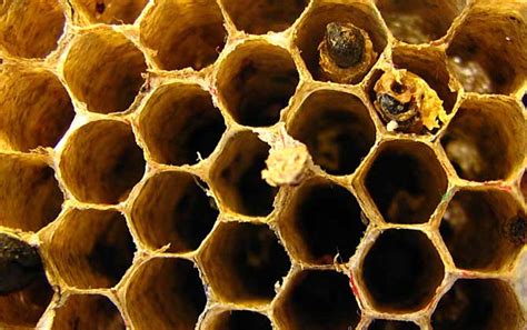 後門是什麼 蜜蜂做窩